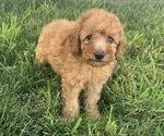Puppy Charlie Poodle (Toy)