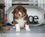 Small #2 Australian Shepherd