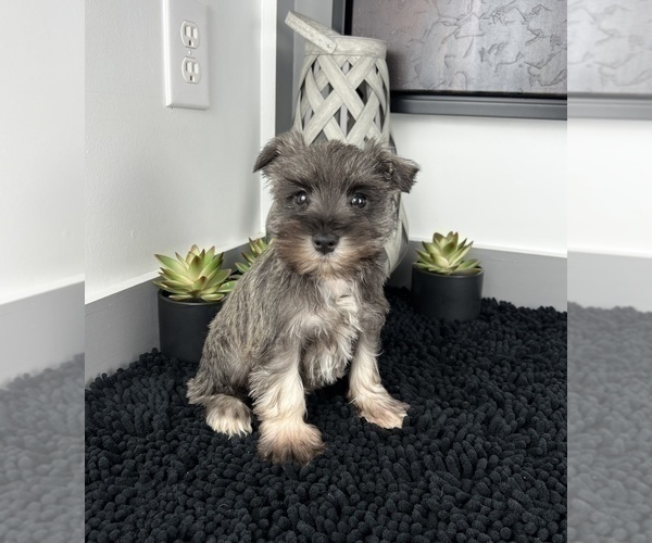 Medium Photo #2 Schnauzer (Miniature) Puppy For Sale in FRANKLIN, IN, USA