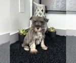 Small Photo #2 Schnauzer (Miniature) Puppy For Sale in FRANKLIN, IN, USA