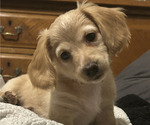 Puppy Butterball Dachshund