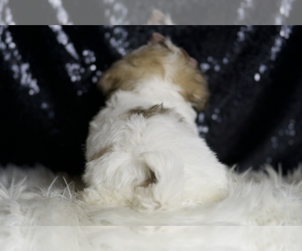 Medium Photo #7 Maltipoo Puppy For Sale in WARSAW, IN, USA