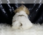 Small #6 Maltipoo