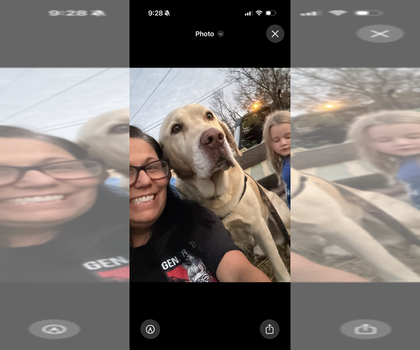 Medium Photo #1 Labrador Retriever Puppy For Sale in BELLEVIEW, KY, USA