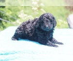 Small Photo #2 Poodle (Standard) Puppy For Sale in UNION CITY, TN, USA