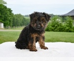 Small #3 Yorkshire Terrier