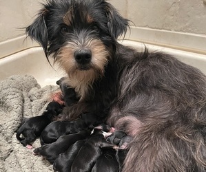 Mother of the Shorkie Tzu puppies born on 03/23/2023