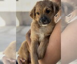 Small #2 Cocker Spaniel Mix