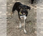 Small #3 Labrador Retriever Mix