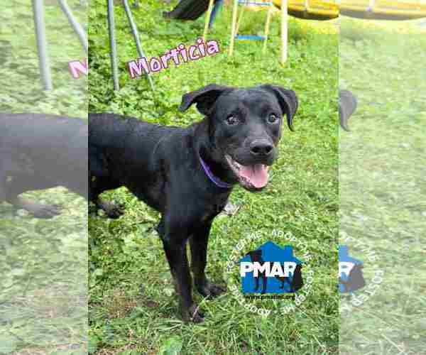 Medium Photo #2 American Pit Bull Terrier-Labrador Retriever Mix Puppy For Sale in Binghamton, NY, USA