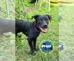Small #1 American Pit Bull Terrier-Labrador Retriever Mix