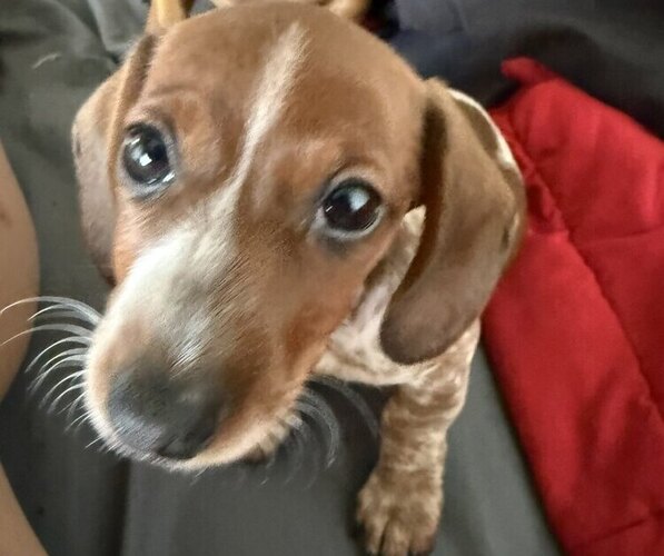 Medium Photo #4 Dachshund Puppy For Sale in AUSTIN, TX, USA