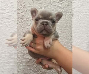 French Bulldog Puppy for sale in NORTH PORT, FL, USA