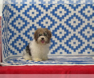 Morkie Puppy for sale in MILAN, MO, USA