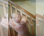 Small Photo #10 Goldendoodle-Poodle (Miniature) Mix Puppy For Sale in NORTH LIBERTY, IN, USA