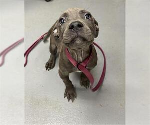 American Pit Bull Terrier Dogs for adoption in Peoria, IL, USA