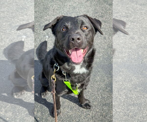 Medium Photo #6 Borador Puppy For Sale in San Diego, CA, USA