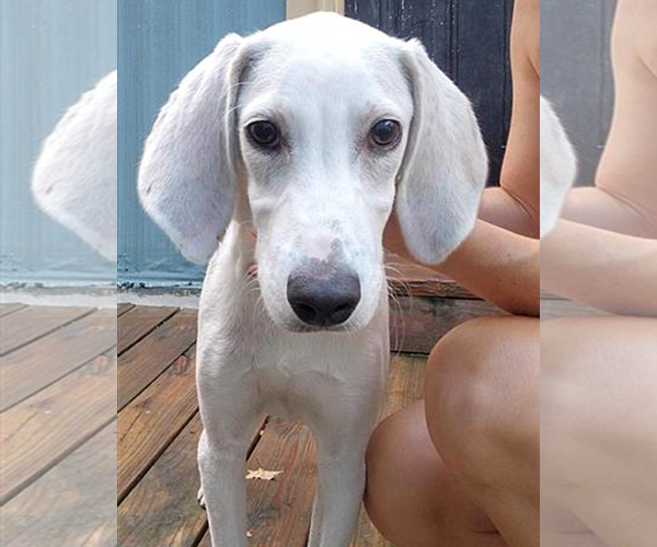 Medium Photo #2 Mutt Puppy For Sale in Murfreesboro, NC, USA