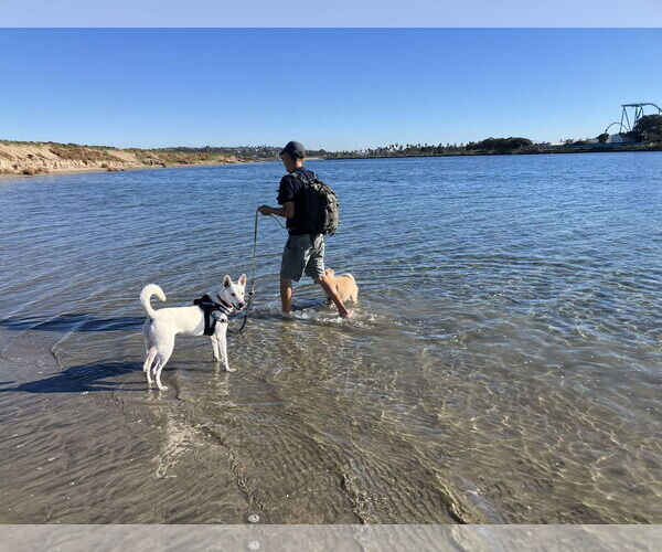 Medium Photo #17 Mutt Puppy For Sale in San Diego, CA, USA
