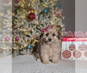 Pom-A-Poo Puppy for sale in INDIANAPOLIS, IN, USA