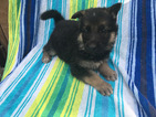 Small Photo #1 German Shepherd Dog Puppy For Sale in MACON, MO, USA