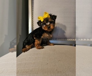 Yorkshire Terrier Puppy for sale in INDIANAPOLIS, IN, USA