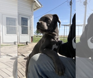 Medium Cane Corso