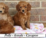 Small Cavapoo