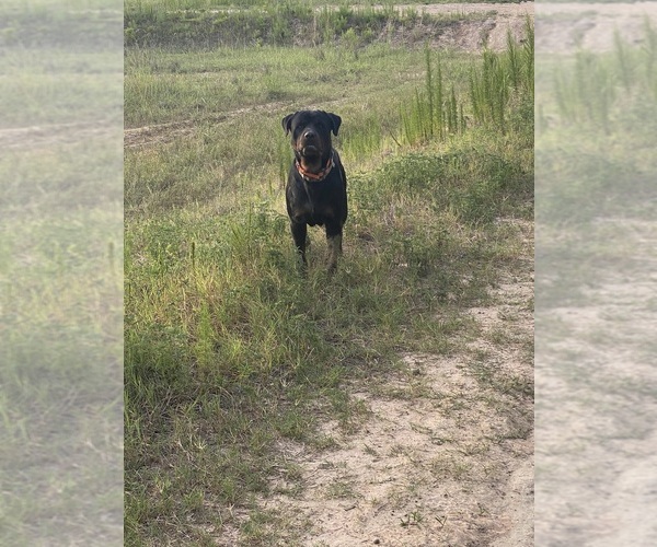 Medium Photo #1 Rottweiler Puppy For Sale in SPLENDORA, TX, USA