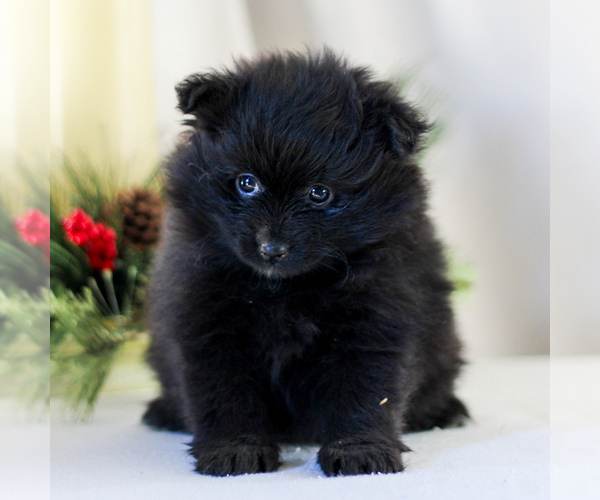 Medium Photo #1 Pomeranian Puppy For Sale in MANHEIM, PA, USA