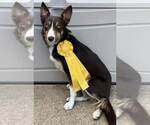 Small #36 Border Collie