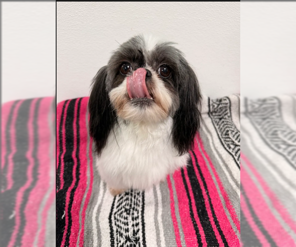 Medium Photo #4 Shih Tzu-Unknown Mix Puppy For Sale in Cranston, RI, USA