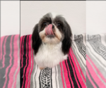 Small #3 Shih Tzu Mix
