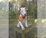 Small Photo #13 American Pit Bull Terrier-Unknown Mix Puppy For Sale in Raleigh, NC, USA
