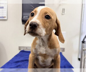 Labrador Retriever-Unknown Mix Dogs for adoption in San Clemente, CA, USA