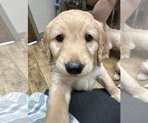 Golden Retriever-Goldendoodle Mix Puppy for sale in COLLIERVILLE, TN, USA