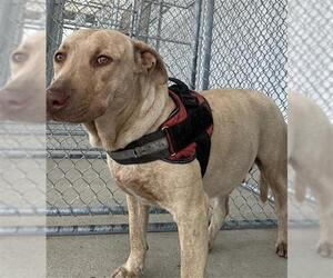 Staffordshire Bull Terrier Dogs for adoption in Bakersfield, CA, USA