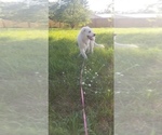 Small Photo #18 Golden Pyrenees-Great Pyrenees Mix Puppy For Sale in RAVENNA, MI, USA