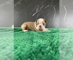Small Photo #16 Boston Terrier Puppy For Sale in TULARE, CA, USA