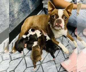 Mother of the Boston Terrier puppies born on 11/25/2021