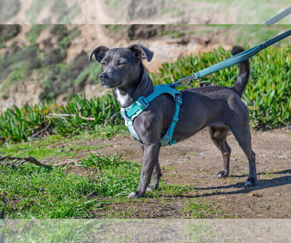 Medium Photo #2 Chiweenie Puppy For Sale in San Francisco, CA, USA