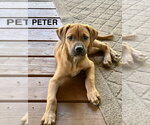 Small Bulldog-Doberman Pinscher Mix