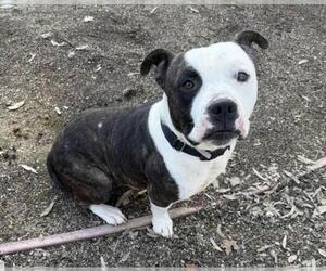 Mutt Dogs for adoption in Martinez, CA, USA