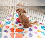 Amber - Female Cavapoo mix (+ Poodle Miniature) Puppy for Sale - Photo #2