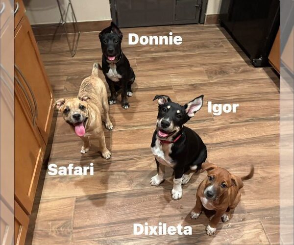Medium Photo #6 Mutt Puppy For Sale in Cave Creek, AZ, USA