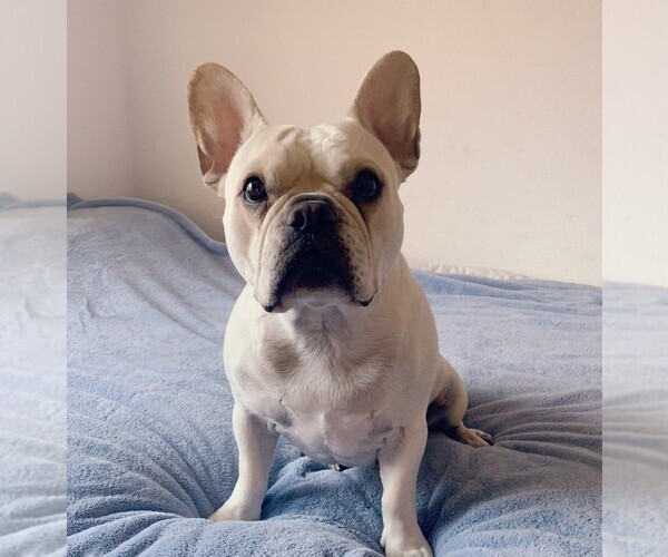 Medium Photo #1 French Bulldog Puppy For Sale in CLAYTON, CA, USA