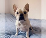 Small Photo #1 French Bulldog Puppy For Sale in CLAYTON, CA, USA