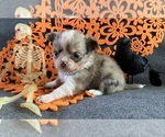 Image preview for Ad Listing. Nickname: AKC Baby Ruth