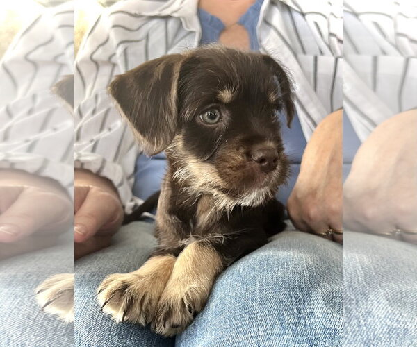 Medium Photo #1 French Bulldog-Unknown Mix Puppy For Sale in Estherville, IA, USA