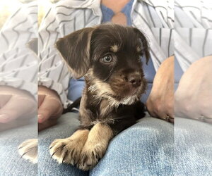 French Bulldog-Unknown Mix Dogs for adoption in Estherville, IA, USA